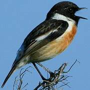 European Stonechat