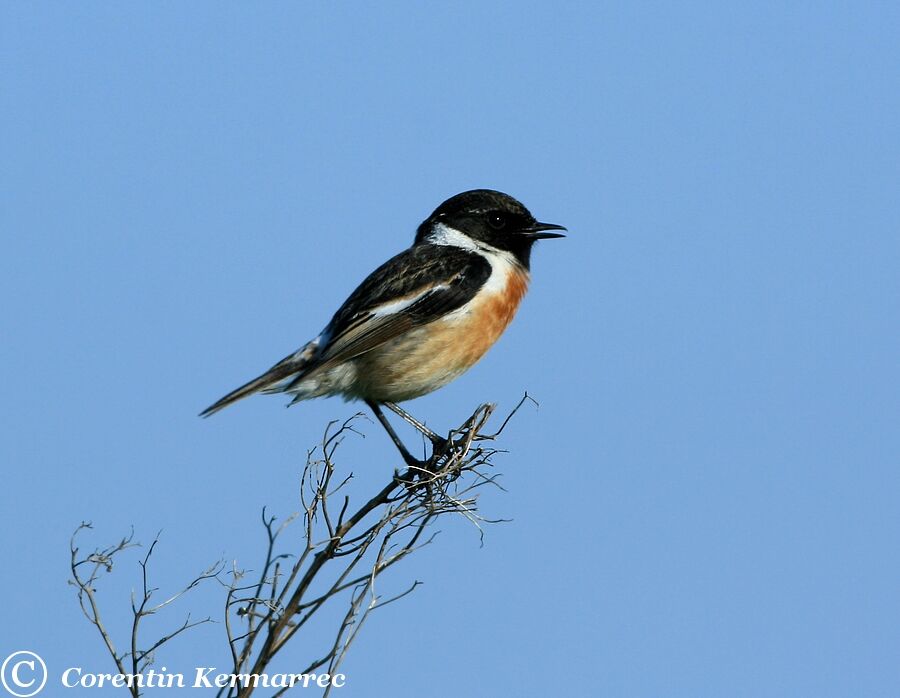 European Stonechat male adult breeding