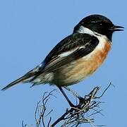 European Stonechat