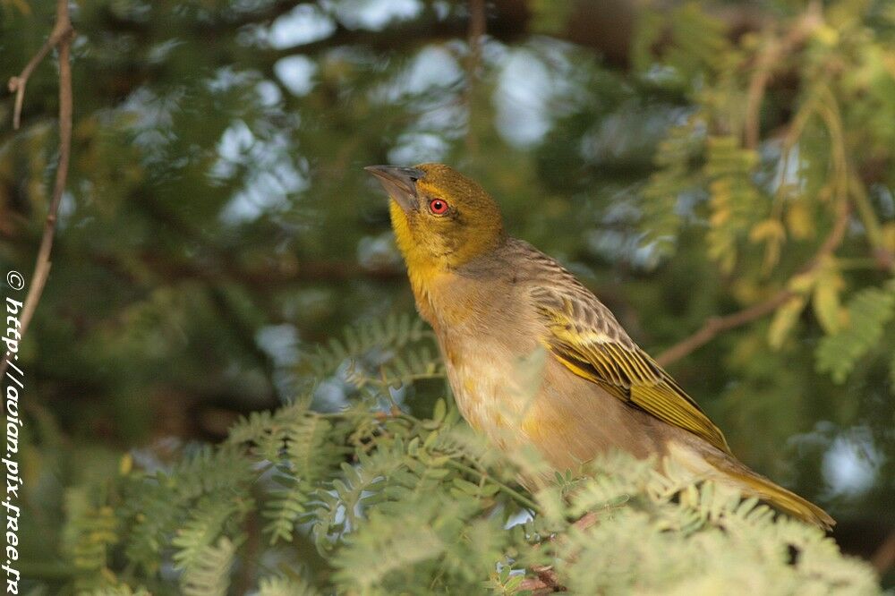 Village Weaver male adult post breeding