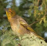 Village Weaver