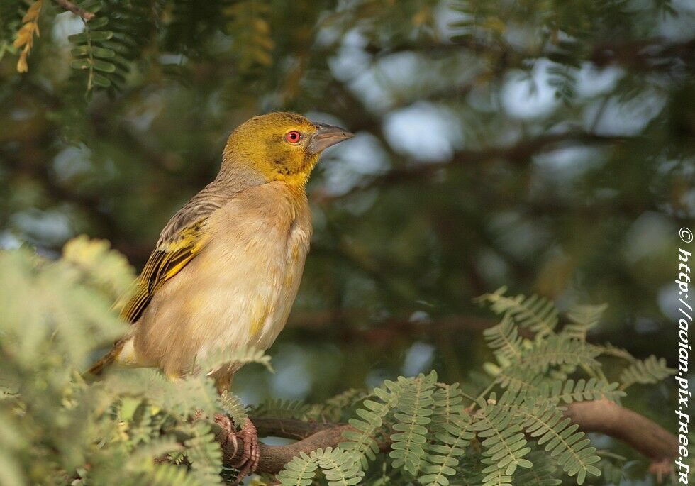 Village Weaver male adult post breeding