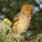 Village Weaver