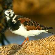 Ruddy Turnstone