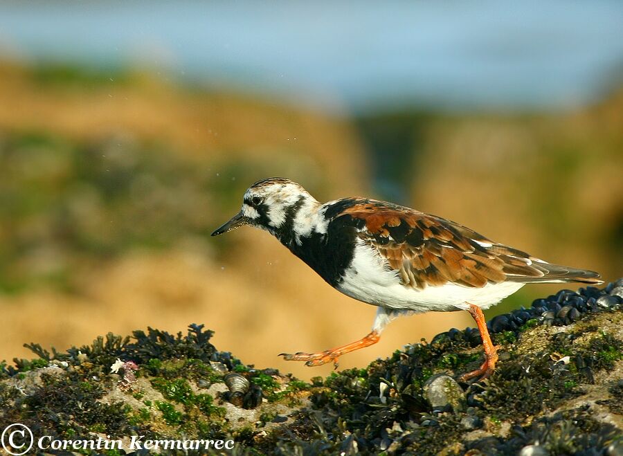 Ruddy Turnstoneadult breeding