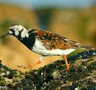 Ruddy Turnstone