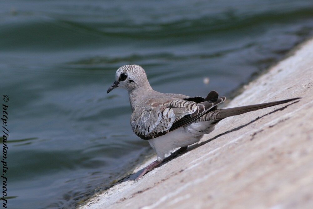 Namaqua Dove female First year