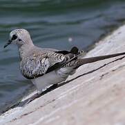 Namaqua Dove