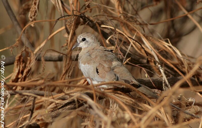 Namaqua Dove female adult post breeding