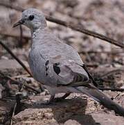 Namaqua Dove