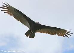 Turkey Vulture