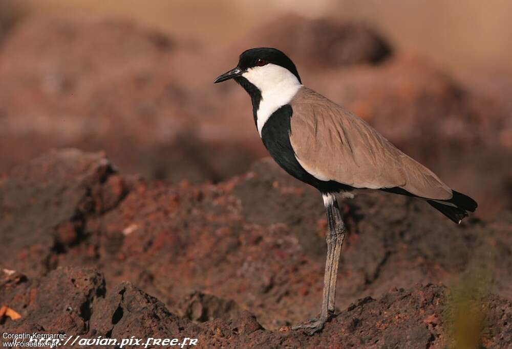 Spur-winged Lapwingadult breeding, camouflage, pigmentation