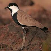 Spur-winged Lapwing