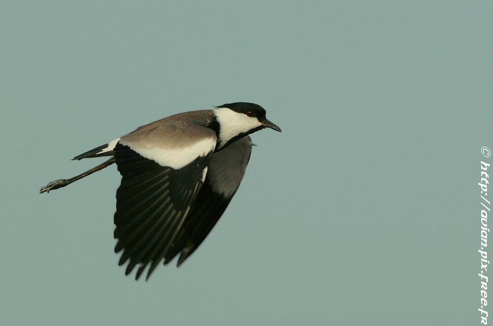 Spur-winged Lapwingadult breeding