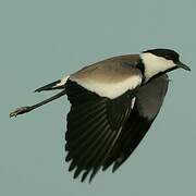 Spur-winged Lapwing