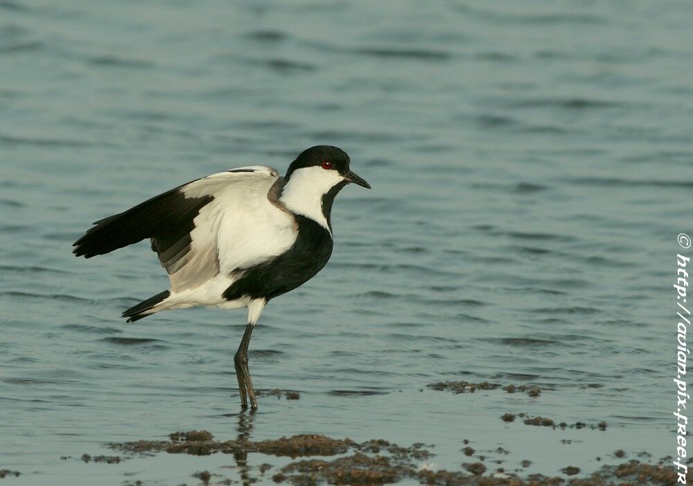 Spur-winged Lapwingadult breeding