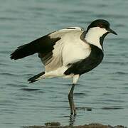 Spur-winged Lapwing