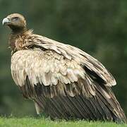 Himalayan Vulture