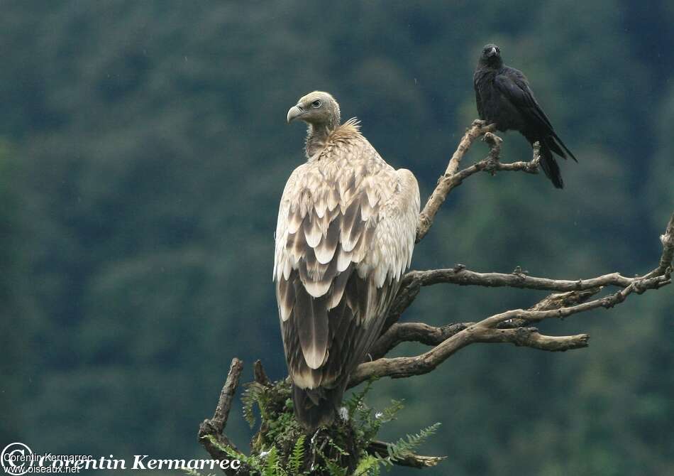 Himalayan Vultureimmature, pigmentation, Behaviour