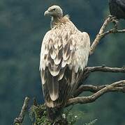 Himalayan Vulture