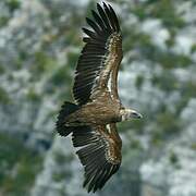 Griffon Vulture