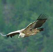 Griffon Vulture