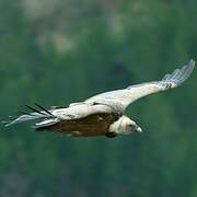 Griffon Vulture