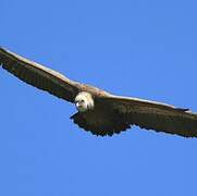 Griffon Vulture