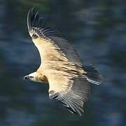 Griffon Vulture