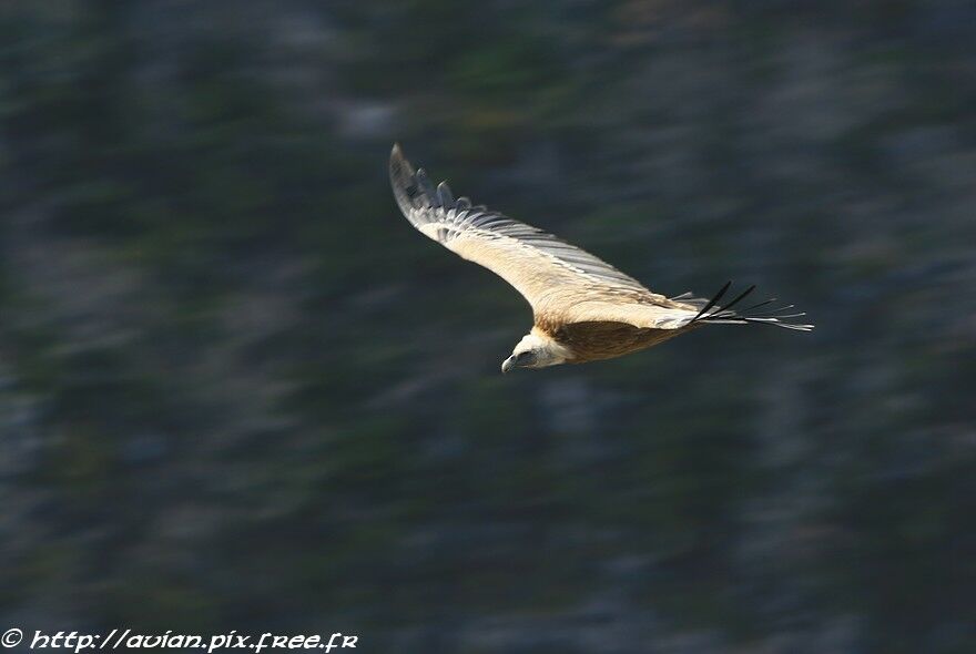 Vautour fauveadulte nuptial