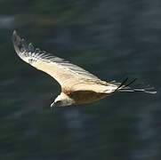 Griffon Vulture