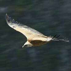 Vautour fauve