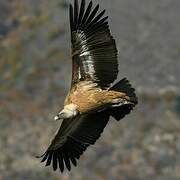 Griffon Vulture