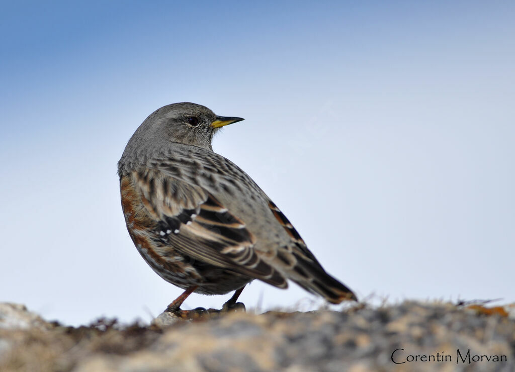 Accenteur alpinadulte