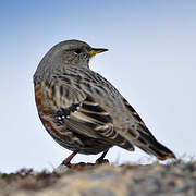 Alpine Accentor