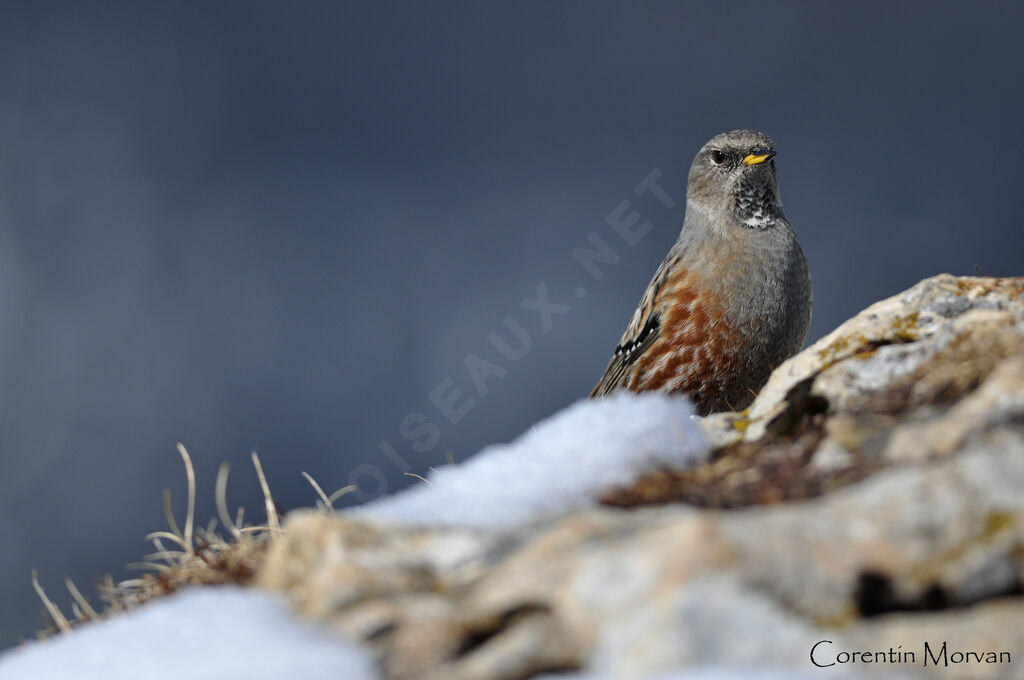 Accenteur alpin