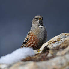 Accenteur alpin