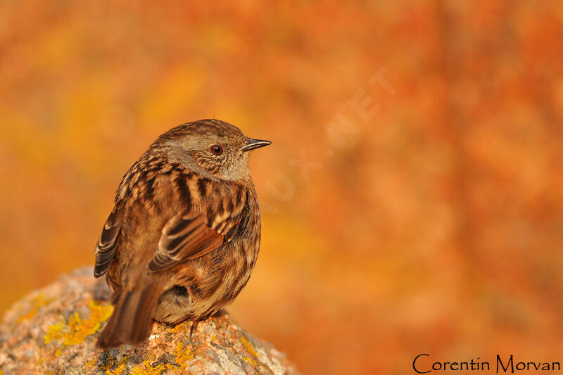 Dunnock