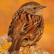 Dunnock