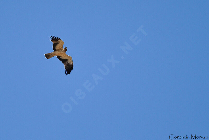 Booted Eagle