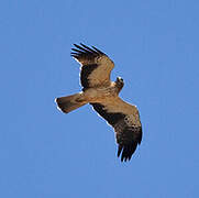 Booted Eagle