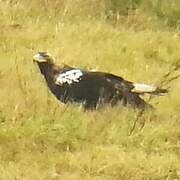 Spanish Imperial Eagle