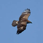 Lesser Spotted Eagle