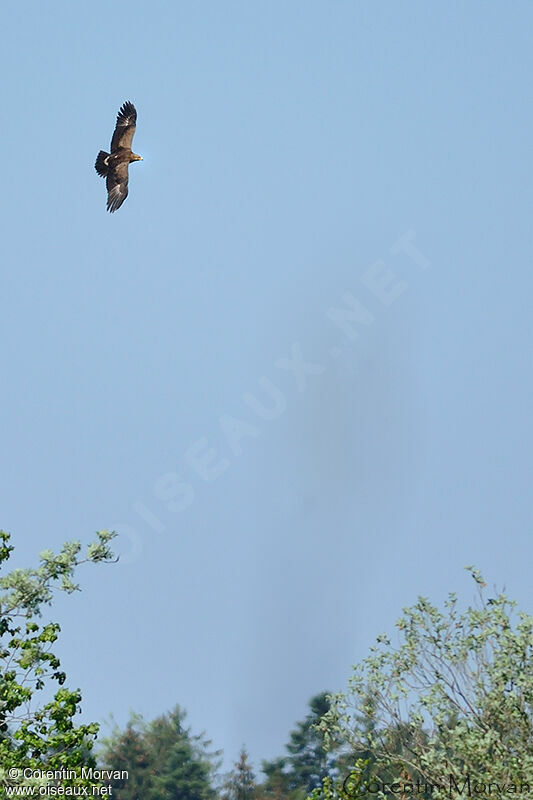 Aigle pomarin