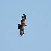 Lesser Spotted Eagle