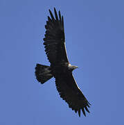 Golden Eagle