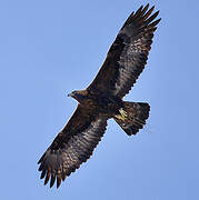 Golden Eagle