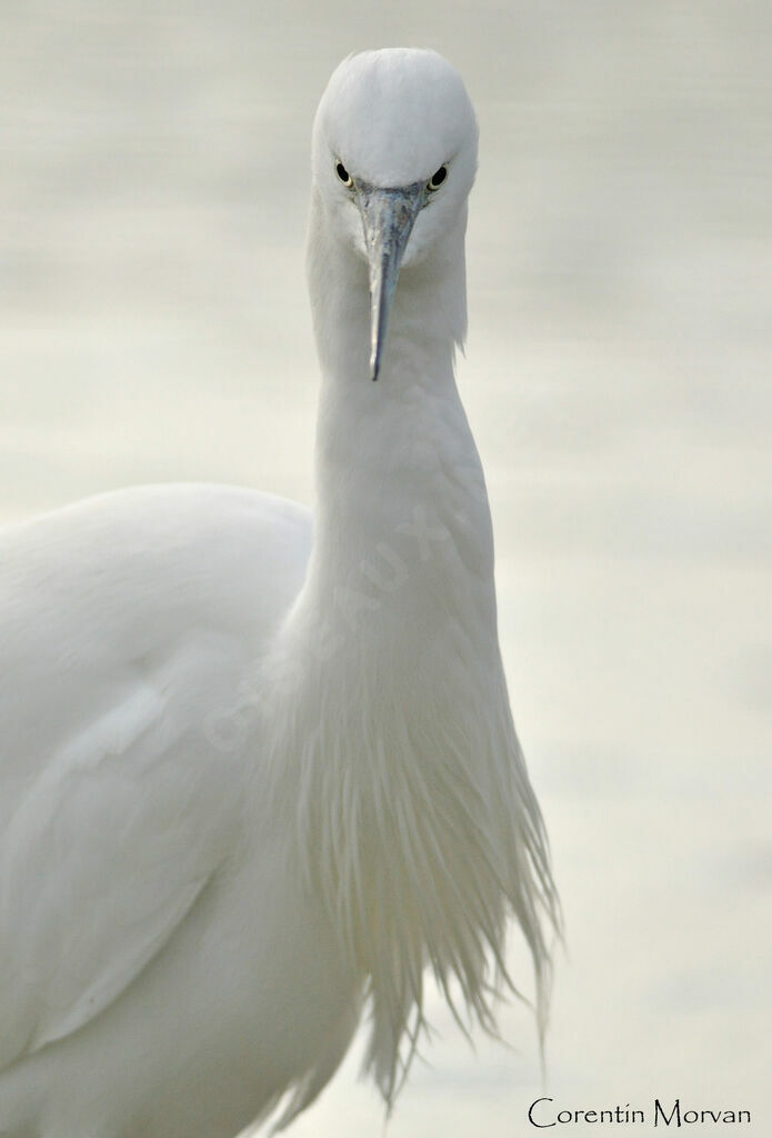 Aigrette garzette