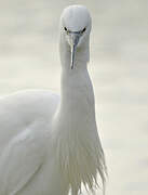 Aigrette garzette