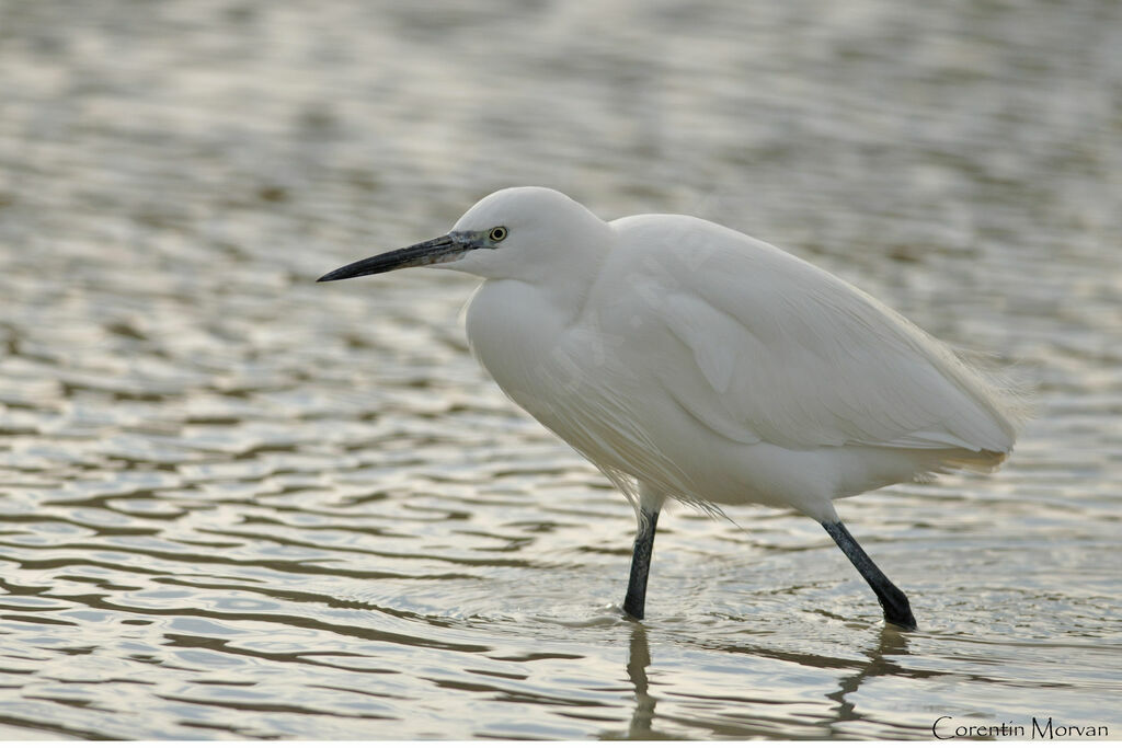 Aigrette garzette